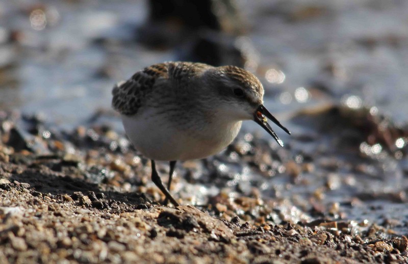 Semipalmated Sandpiper