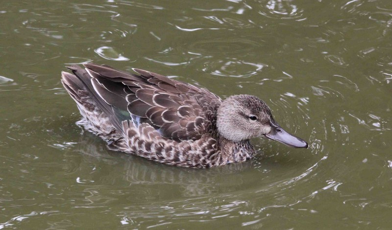 Blue-winged Teal