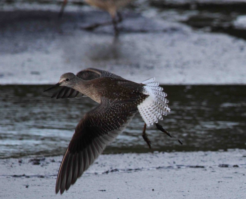 Lesser Yellowlegs