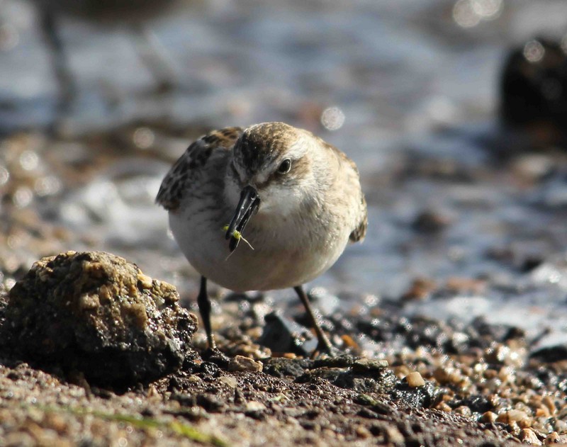 Semipalmated Sandpiper