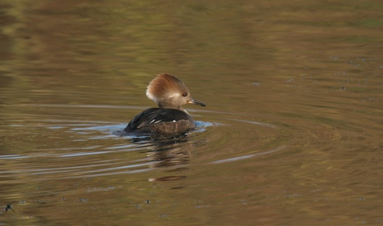 Hooded Merganser