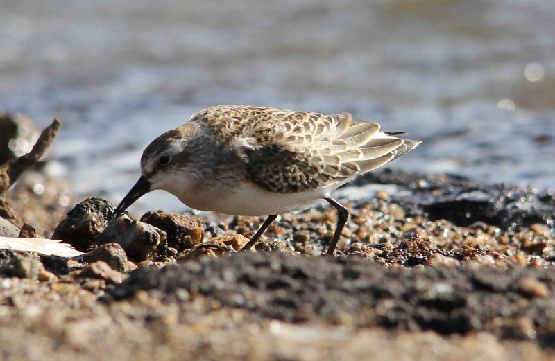 Semipalmated Sandpiper