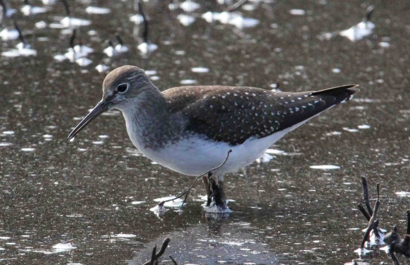 Solitary Sandpiper