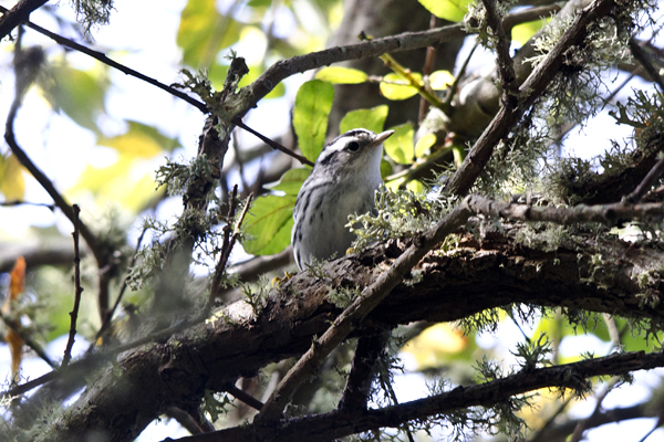 Black-and-white Warbler