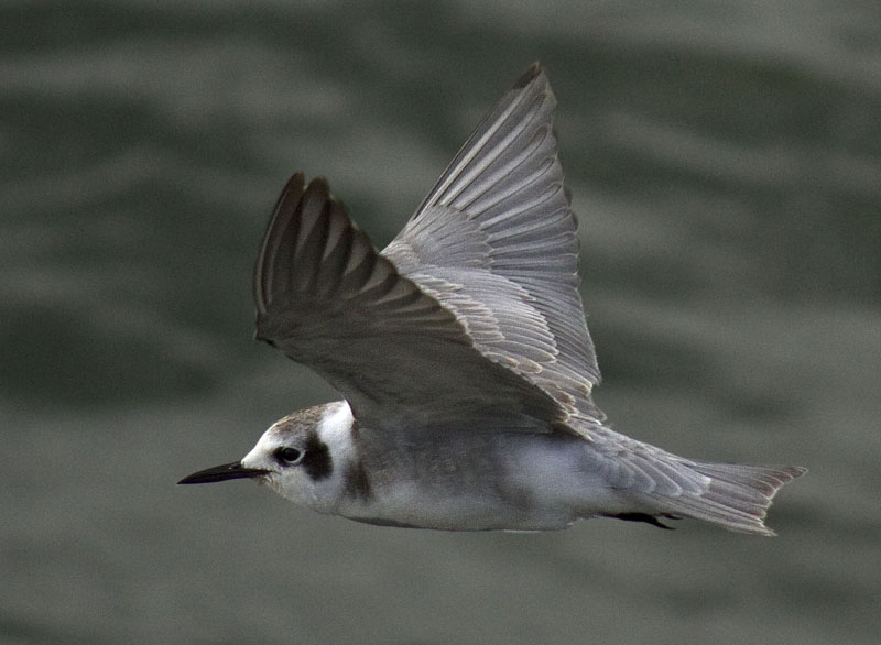 American Black Tern