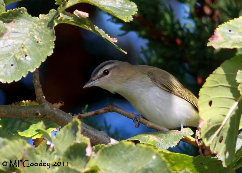 Red-eyed Vireo