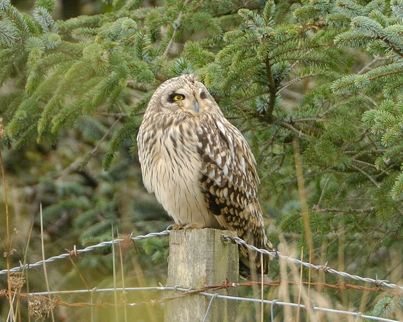 Short-eared Owl