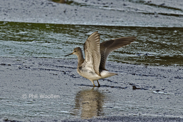Lesser Yellowlegs