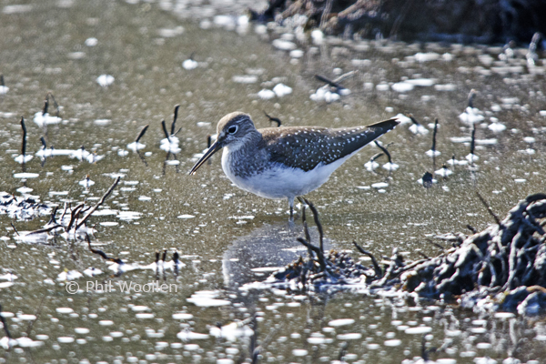 Solitary Sandpiper