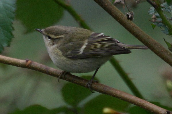 Hume's Yellow-browed Warbler