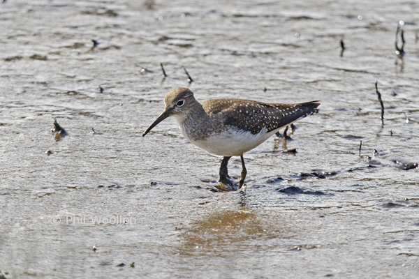 Solitary Sandpiper