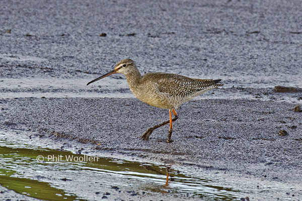 Spotted Redshank