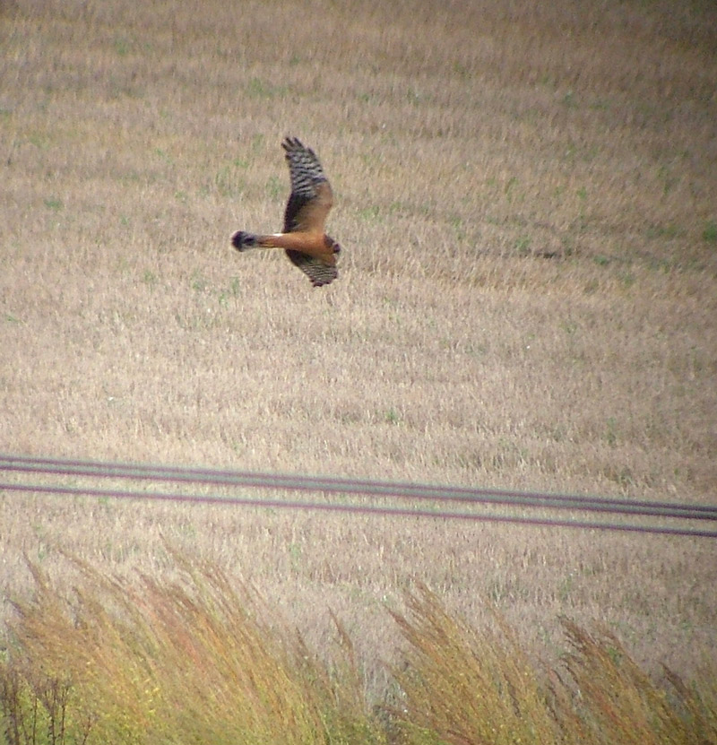 Pallid Harrier
