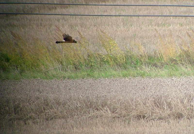 Pallid Harrier