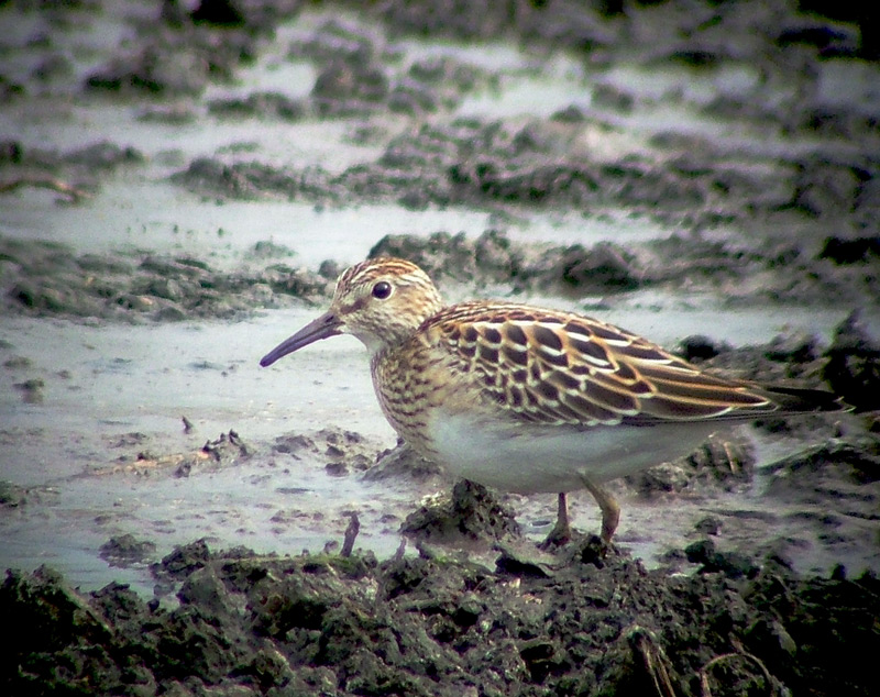 Pectoral Sandpiper