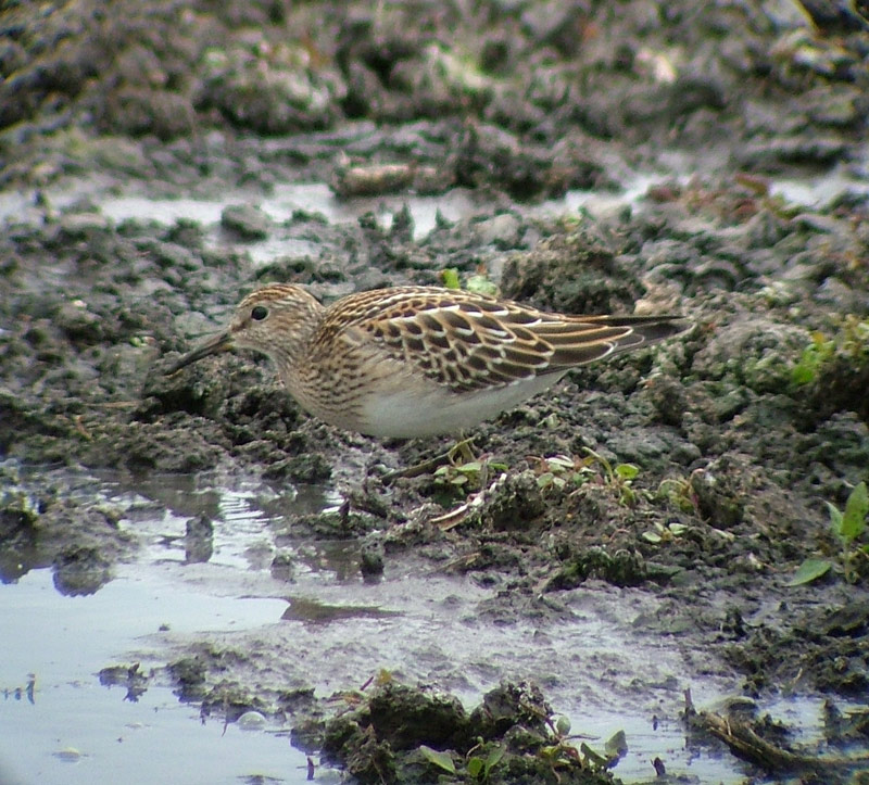 Pectoral Sandpiper