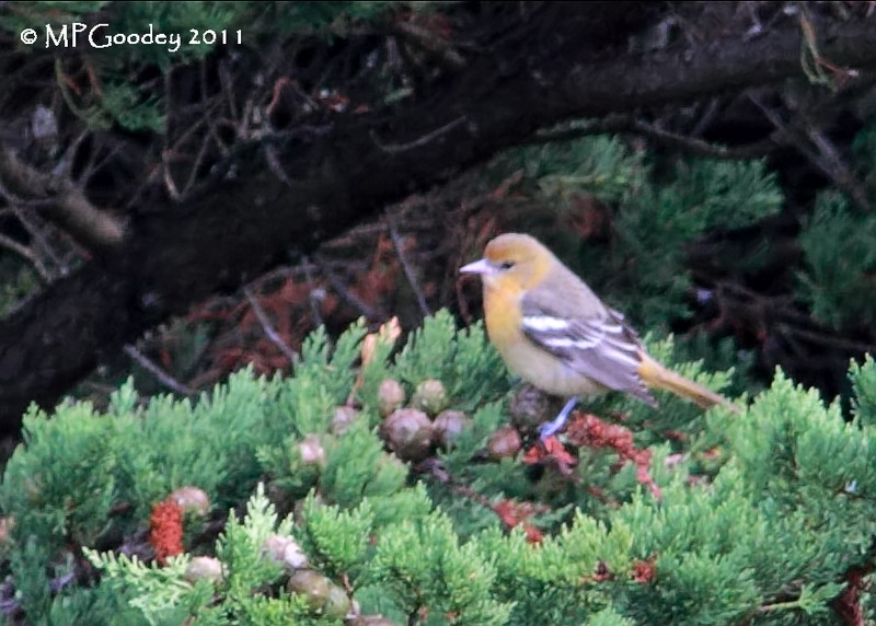 Baltimore Oriole