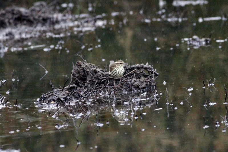 Northern Waterthrush