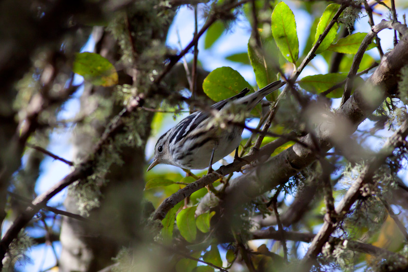 Black-and-white Warbler