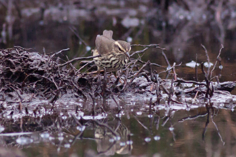 Northern Waterthrush