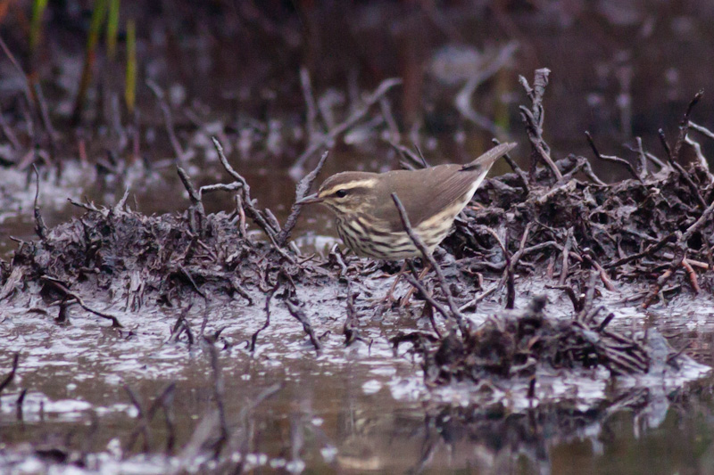 Northern Waterthrush