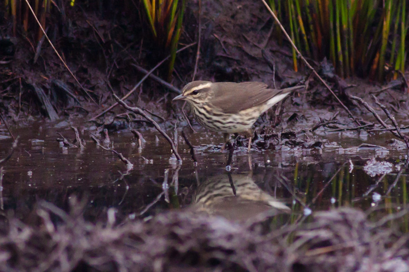 Northern Waterthrush
