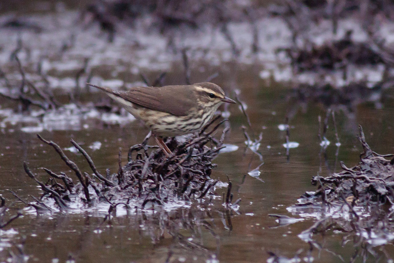 Northern Waterthrush