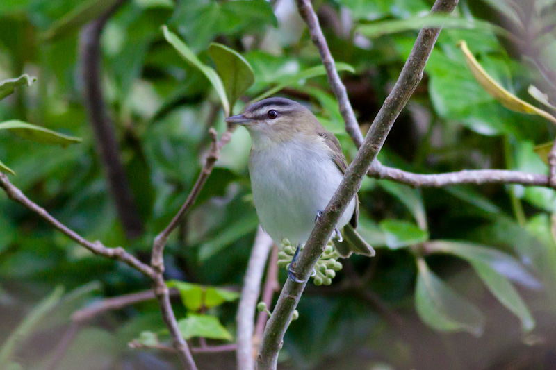 Red-eyed Vireo