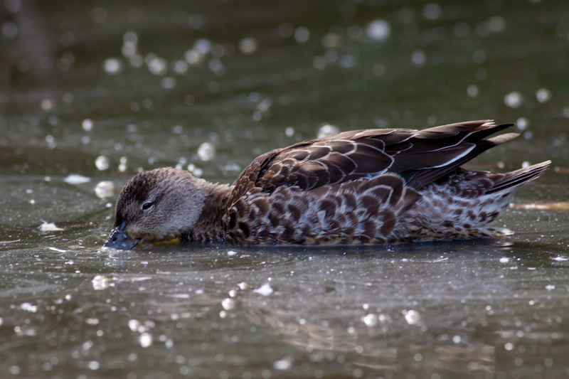 Blue-winged Teal