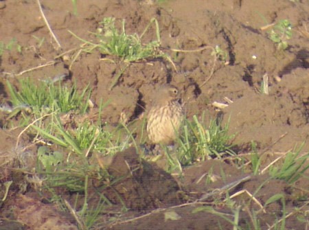 Buff-bellied Pipit