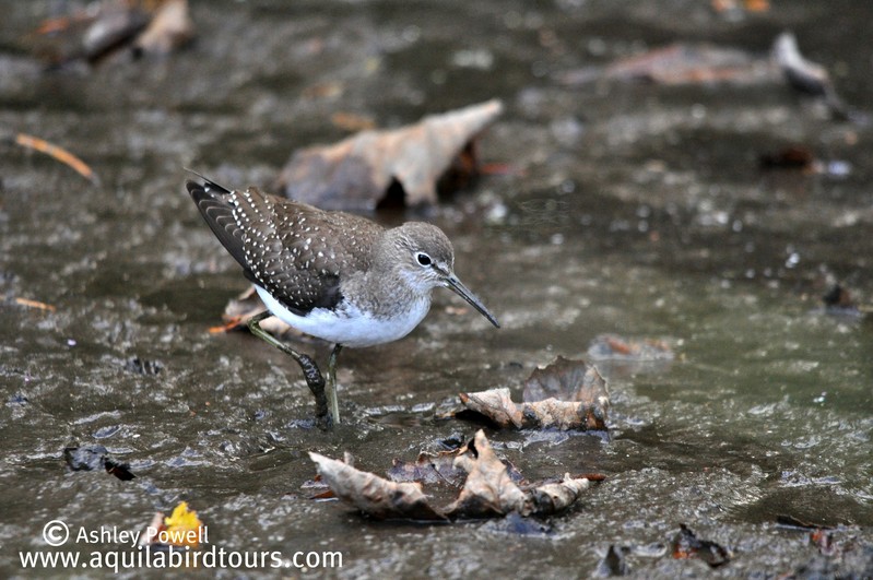 Solitary Sandpiper