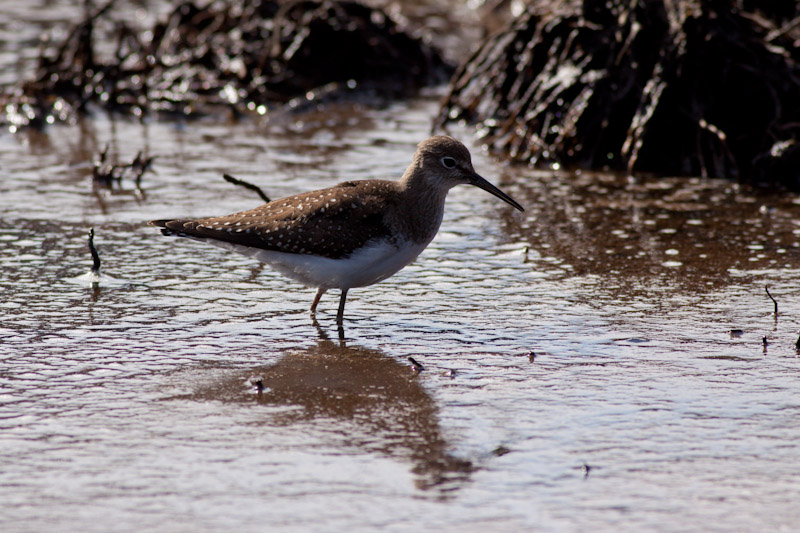 Solitary Sandpiper