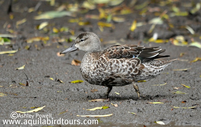 Blue-winged Teal