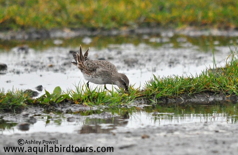 White-rumped Sandpiper