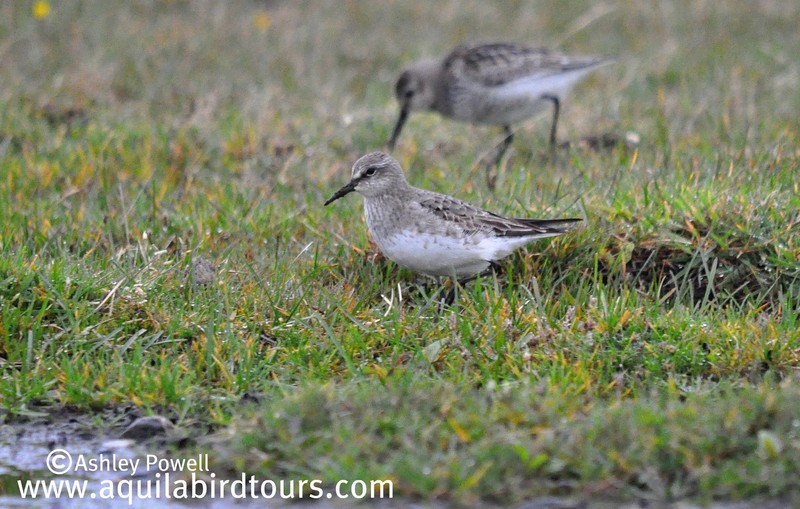 White-rumped Sandpiper