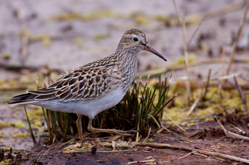 Pectoral Sandpiper