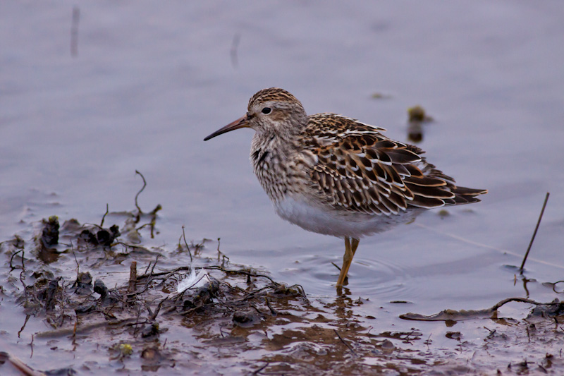 Pectoral Sandpiper