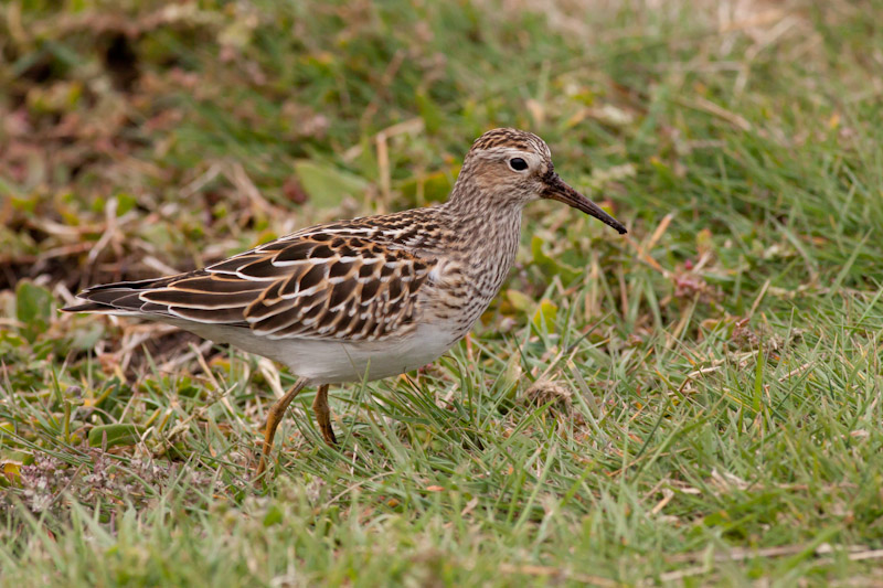 Pectoral Sandpiper