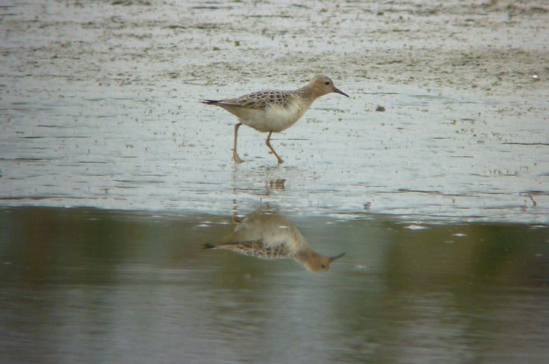 Buff-breasted Sandpiper