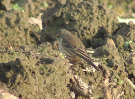 Buff-bellied Pipit