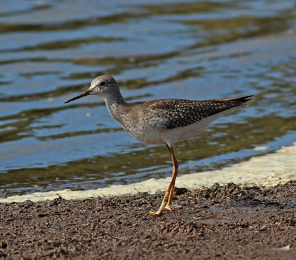 Lesser Yellowlegs