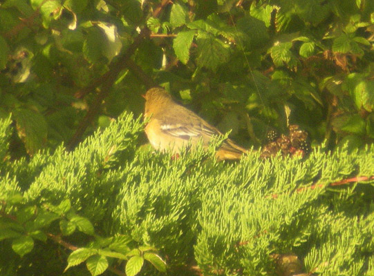 Baltimore Oriole