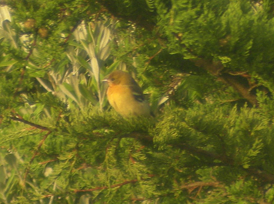 Baltimore Oriole