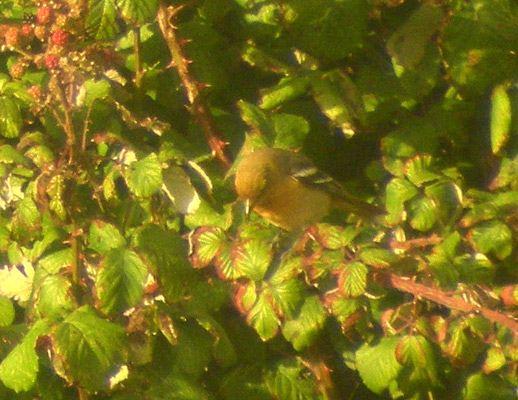 Baltimore Oriole