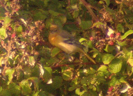 Baltimore Oriole