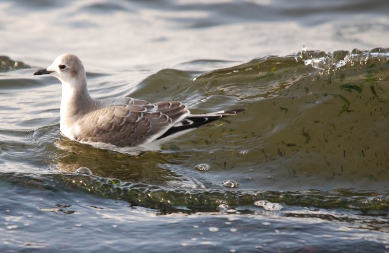 Sabine's Gull