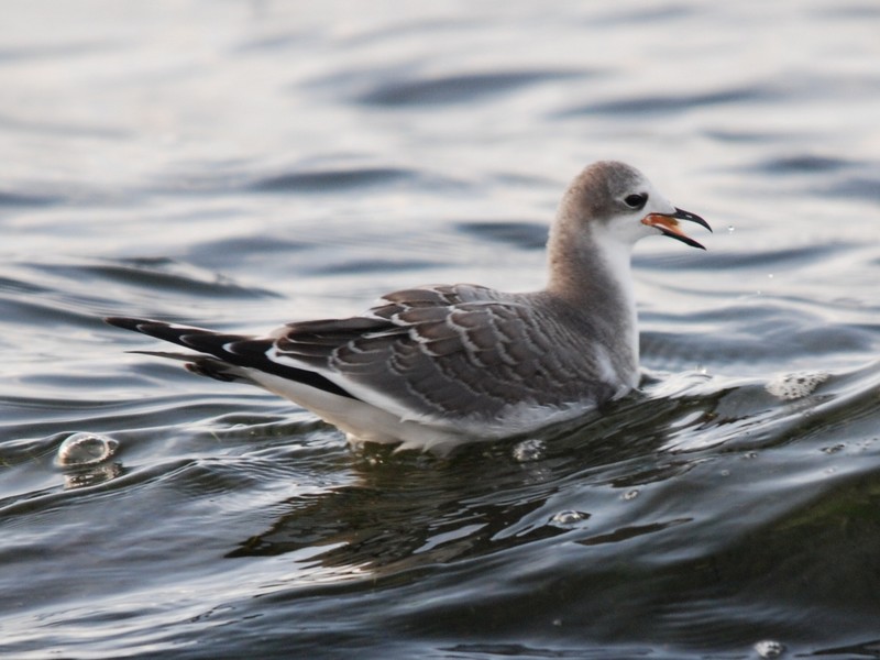 Sabine's Gull