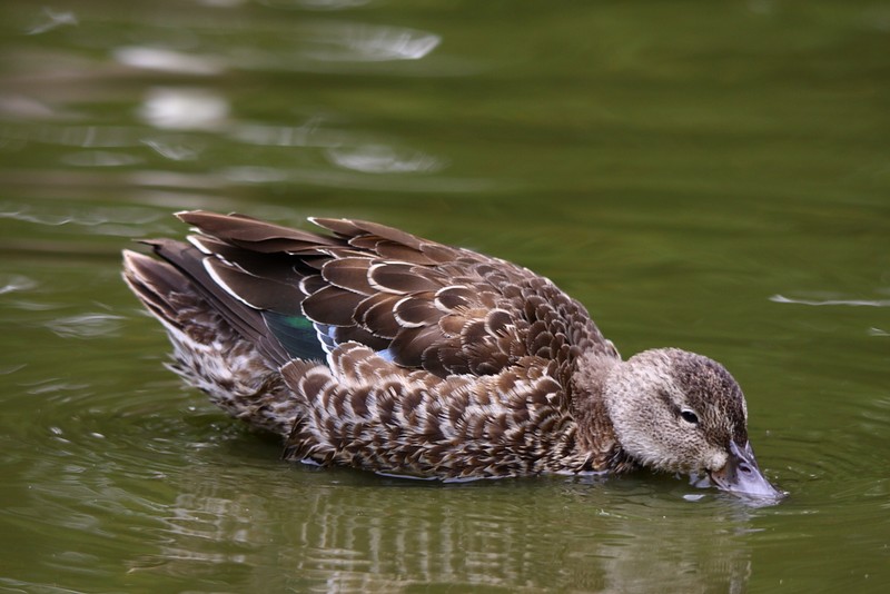 Blue-winged Teal