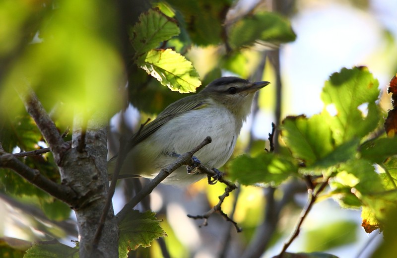 Red-eyed Vireo