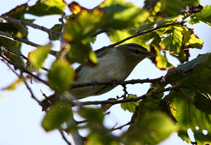 Red-eyed Vireo